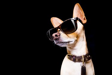 posing dog wearing sunglasses
