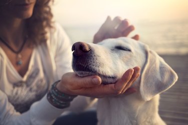 owner gently caressing her white dog's face