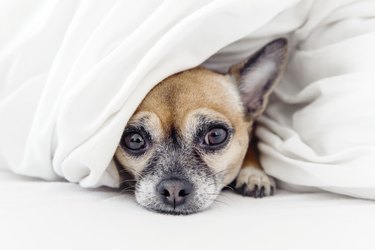 Sad looking Chihuahua dog under blankets