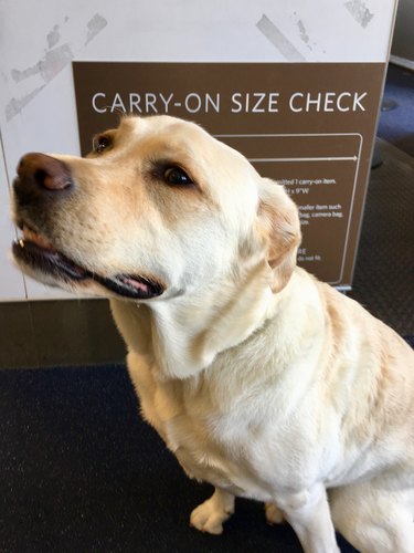 Labrador Retriever at airport