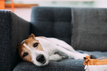 Dog lying on sofa at home, looking sad