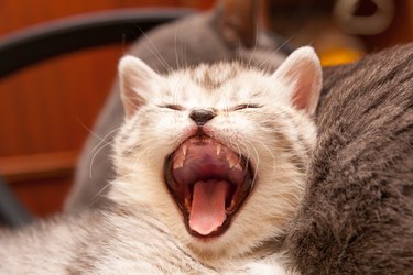 striped kitten yawns wide open his mouth