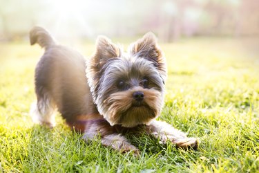 Yorkshire terrier waiting for play in grass