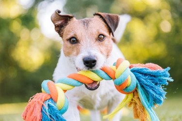 Close up portrait of dog playing fetch with colorful toy rope