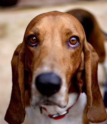 Basset Hound dog looks you right in eye