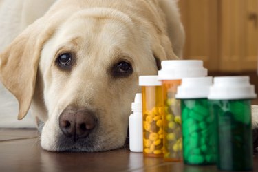 Labrador dog lying next to bottle of pills and medication, close-up