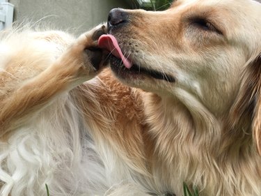 Golden retriever licking its paw