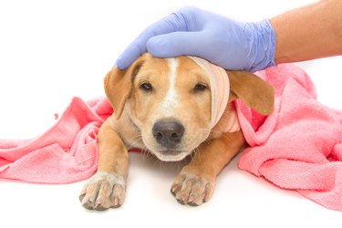 Sick dog with bandages on his head