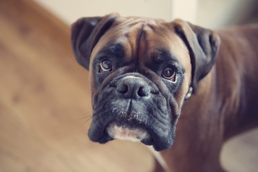 Boxer dog indoors, with direct eye contact