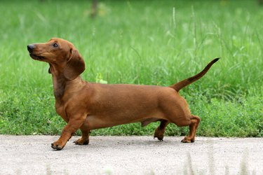 Dachshund walking outside