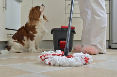 Mop and King Charles Spaniel in a kitchen