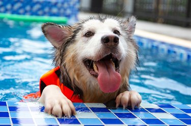 Swimming husky dog wearing life jacket in pool