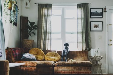 Rear view of dog looking through window while standing on sofa at home