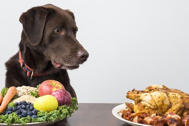 How to Lower Cholesterol in Dogs Cuteness