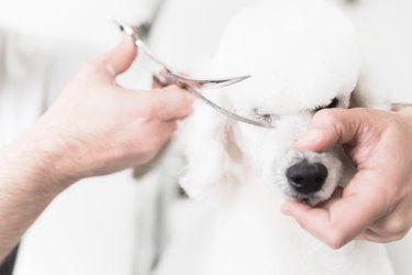 White poodle at grooming salon