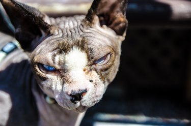 Close up or headshot of hairless sphynx cat with a bad attitude