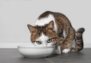 Tabby cat eating out of food bowl
