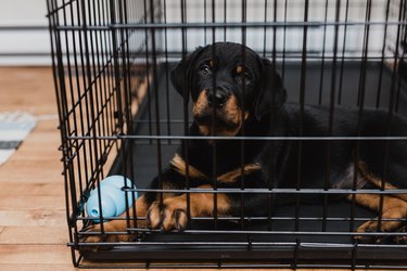 can you crate train a 4 month old puppy