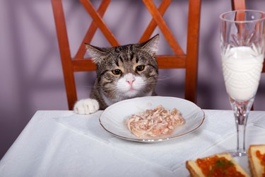 Feast for cat