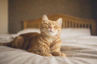 Orange cat on bed