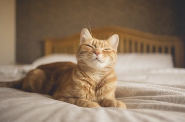 Orange tabby cat on bed