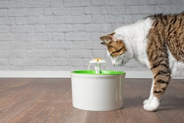 Thirsty tabby cat drinking water from a pet drinking fountain. Side view with copy space.