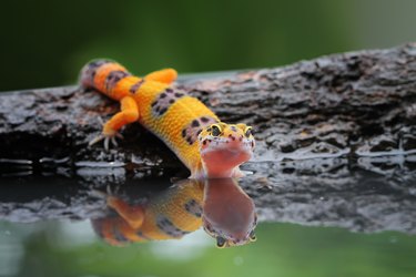 Portrait of a leopard gecko by water