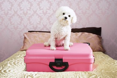 Dog Sitting on pink Suitcase on bed