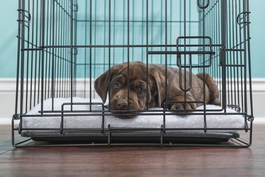 Chocolate Labrador Puppy lying down in a wire crate- 7 weeks old