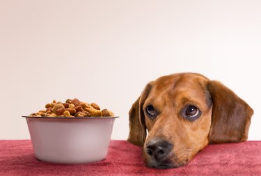 A sad looking dog with its head by its food bowl
