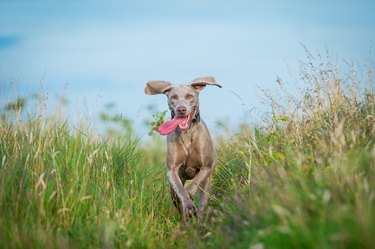 Weimaraner Dog running in the countryside