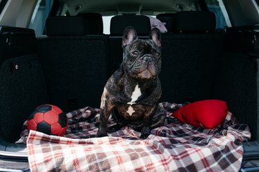 Brindle French bulldog sitting in the trunk of a car