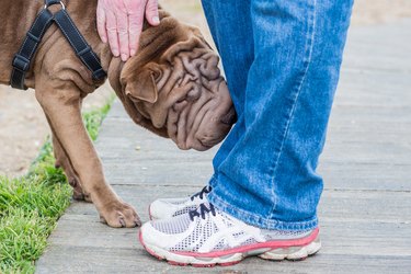 Shar Pei sniffing