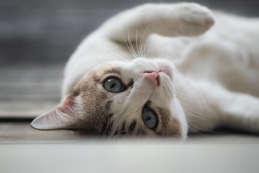 Close up view of a cute cat, selective focus.