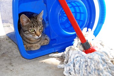 Gray cat resting in blue bucket looking at mop
