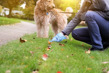 Man  Picking up / cleaning up dog droppings