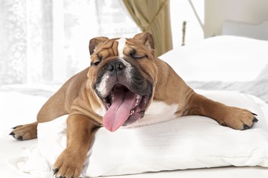 English Bulldog in the bedroom