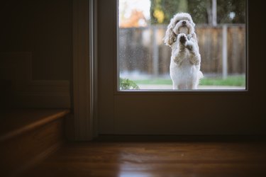 Dog Is Jumping on Door to be let inside