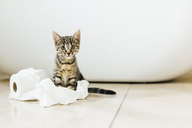 Eight week old tortoiseshell kitten playing with toilet roll