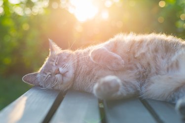 Cat lying on bench in sun