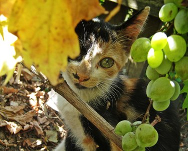 Kitten loves autumn