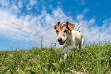 Jack Russell Terrier dog on a meadow in front of blue sky