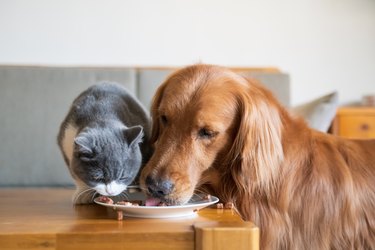 The Golden Hound eats with the kitten.