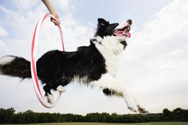 Dog Jumping Through a toy hoop