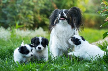 do puppies get bigger than their parents