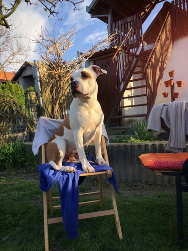 Dog On The Chair Outdoors