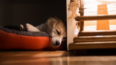 Dog sleeping in dog bed next to window