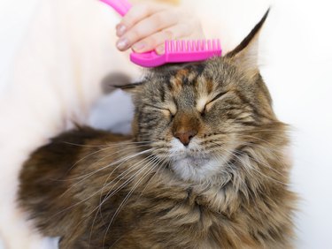Maine Coon cat being brushed with a pink brush