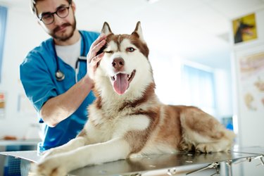 Fluffy patient with a vet