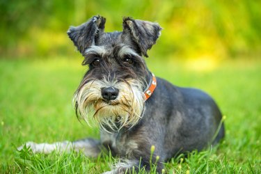 Miniature schnauzer lying on the grass